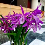 Brassocatanthe Yuan Dung Red Star Flowering Size